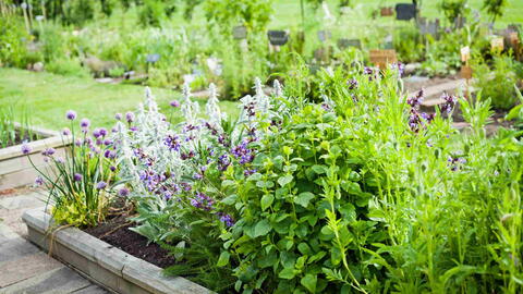 Grow Your Own Herbs: Fresh Flavor, Save Money, Simple Steps